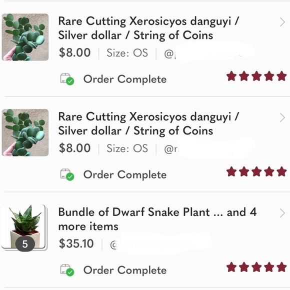 Rare Cutting Xerosicyos danguyi / Silver dollar / String of Coins - Picture 6 of 12